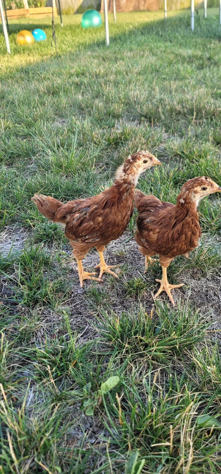 Two young chicks, one brown and one reddish-brown, standing side-by-side in a grassy area.
