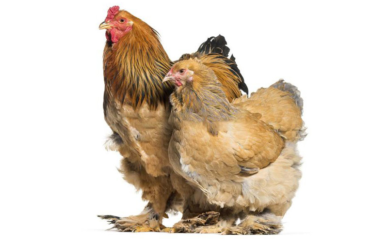 Buff Brahma Rooster Vs Hen