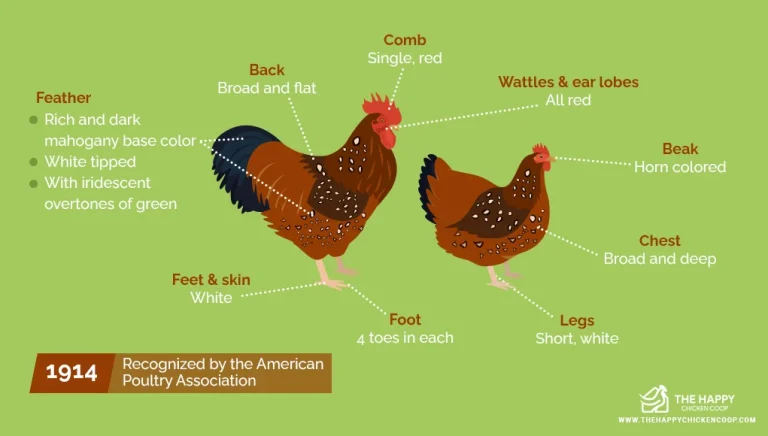 Speckled Sussex Rooster Vs Hen