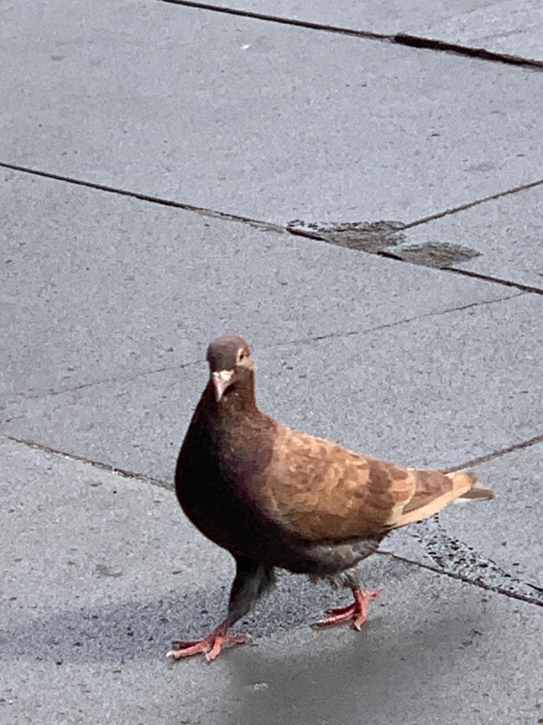 Are Brown Pigeons Rare?