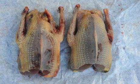 Are Pigeons Good to Eat?