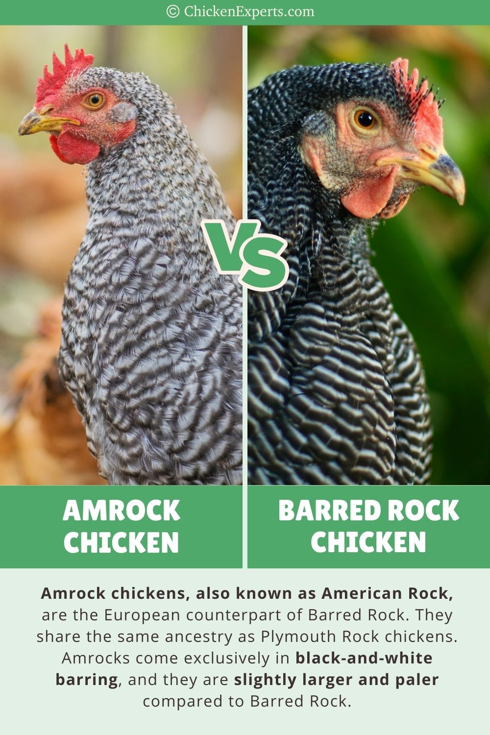 Barred Rock Rooster Vs. Hen
