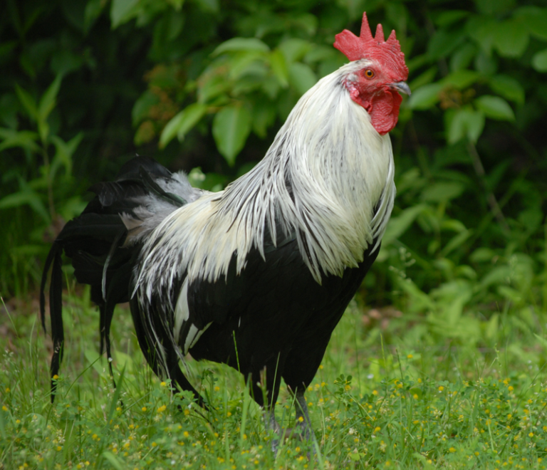 Best Rooster Breeds for Fighting