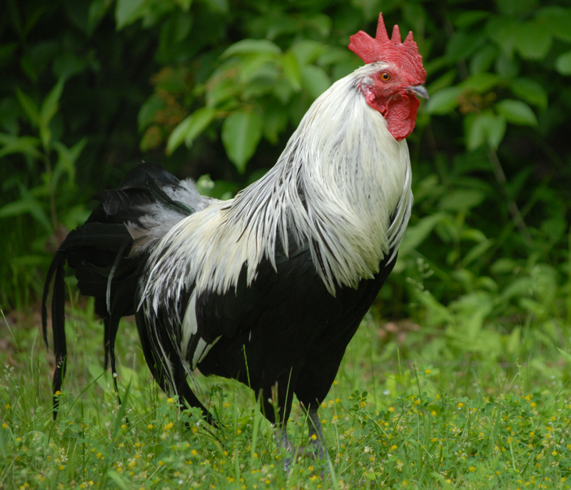 Best Rooster Breeds for Fighting