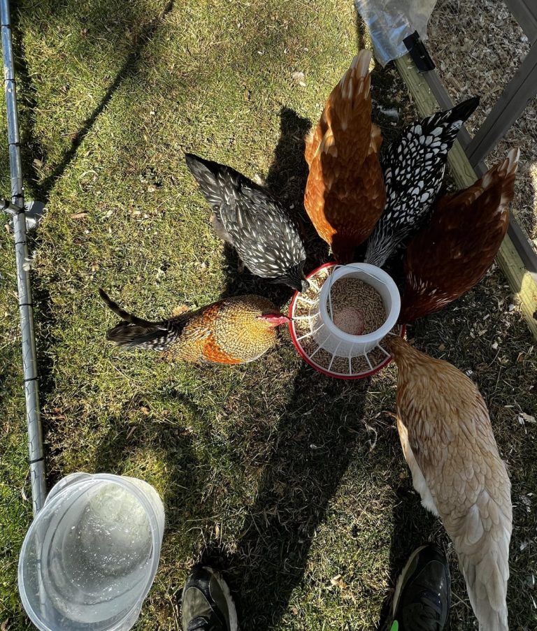 Can a Bantam Rooster Mate With a Standard Hen