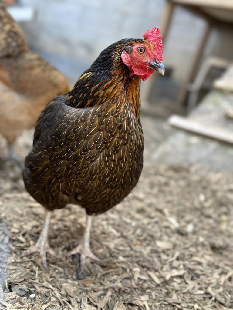 A close-up photo of a hen with a prominent comb.