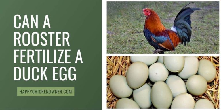 Can a Rooster Fertilize a Duck Egg?