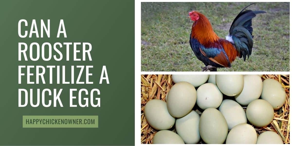 Can a Rooster Fertilize a Duck Egg?