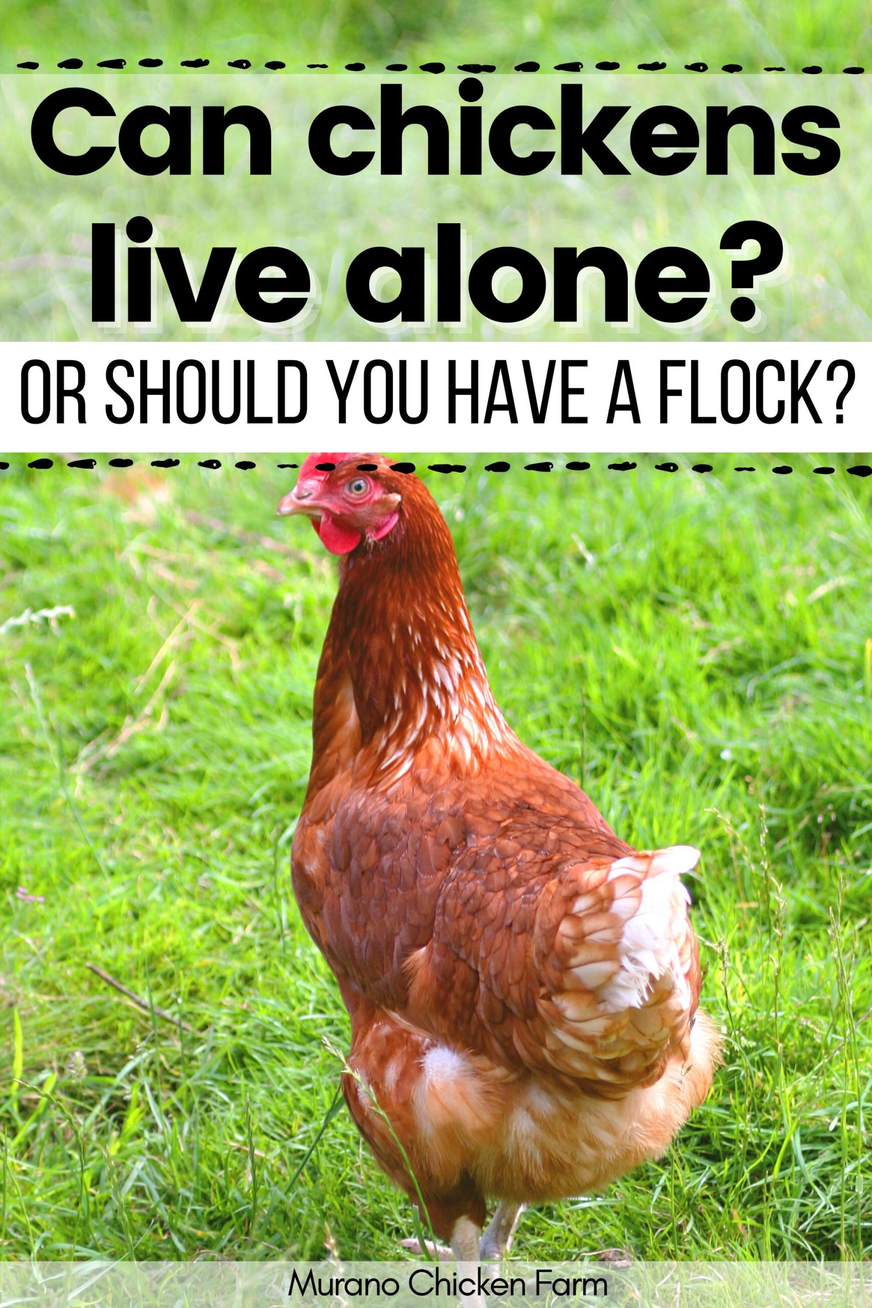 Can a Rooster Live Alone?