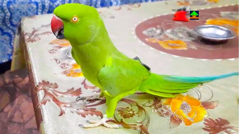 Can Female Parrots Talk?