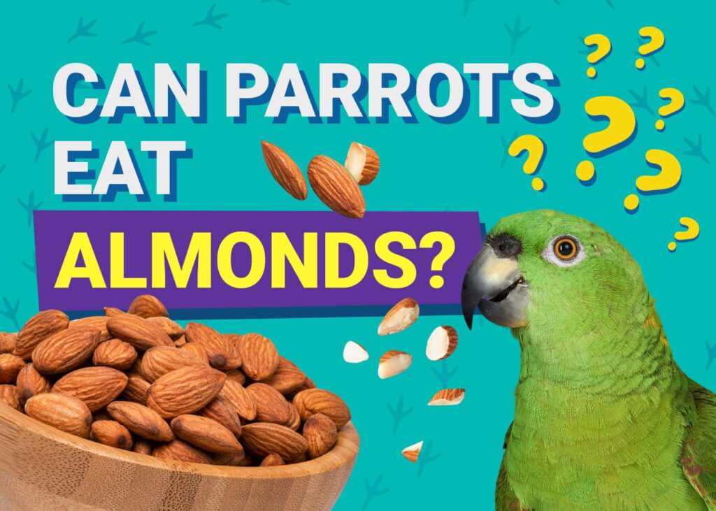 Can Parrots Eat Almonds?
