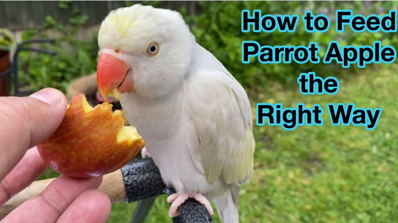 Can Parrots Eat Apples?