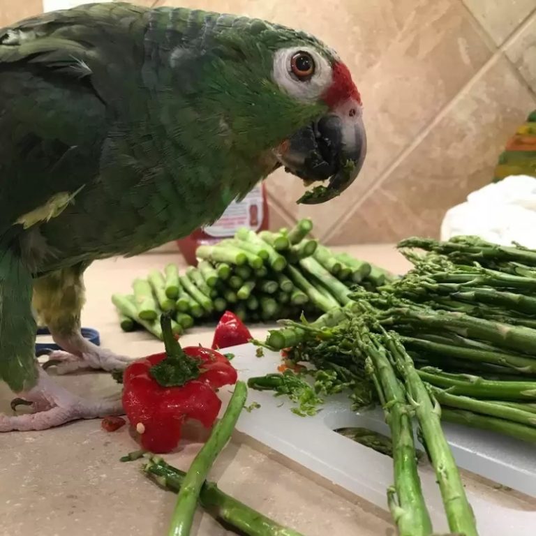 Can Parrots Eat Asparagus?