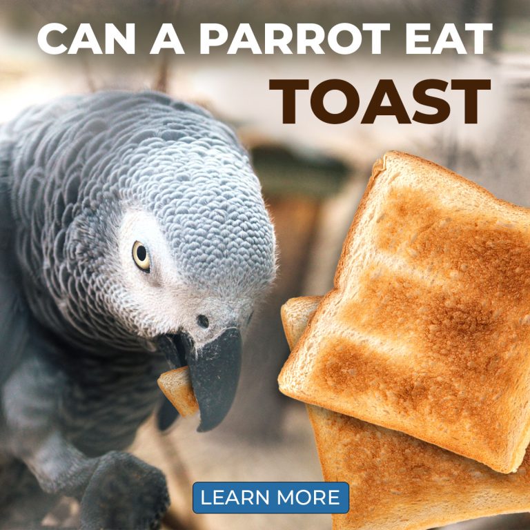 Can Parrots Eat Bread?