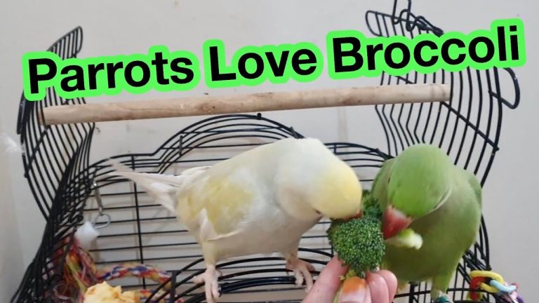 Can Parrots Eat Broccoli