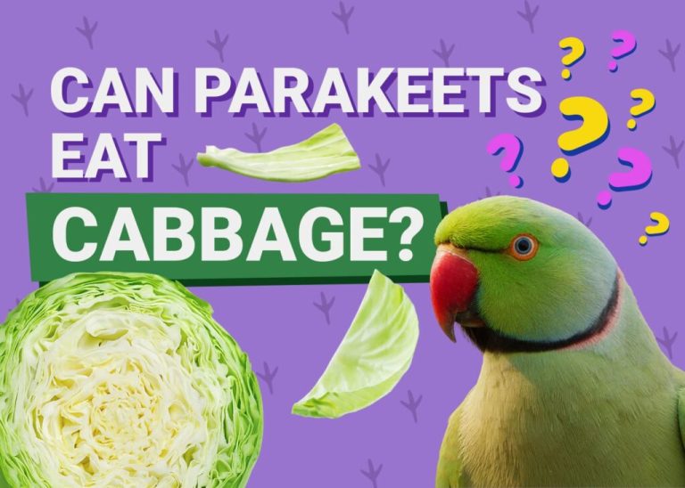 Can Parrots Eat Cabbage?