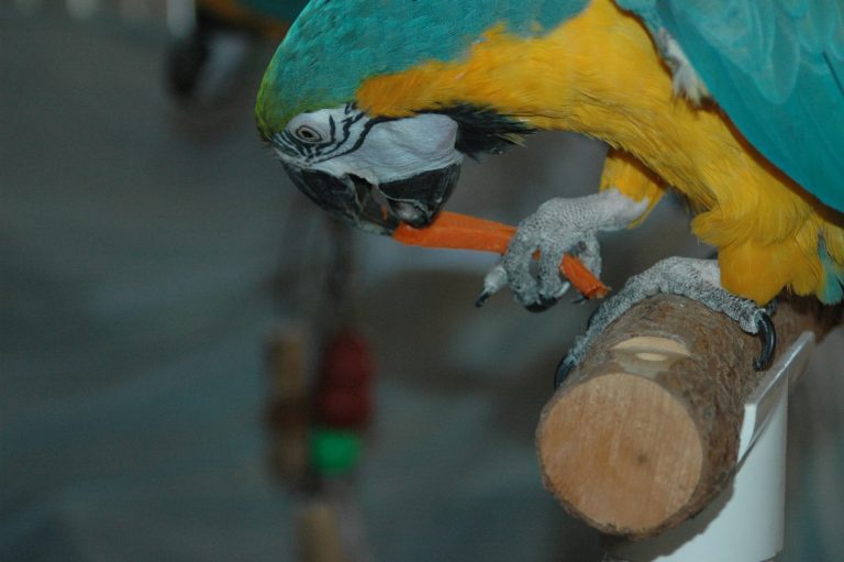 Can Parrots Eat Carrots?