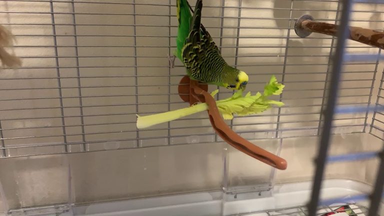 Can Parrots Eat Celery?