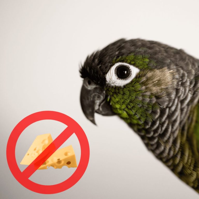 Can Parrots Eat Cheese?