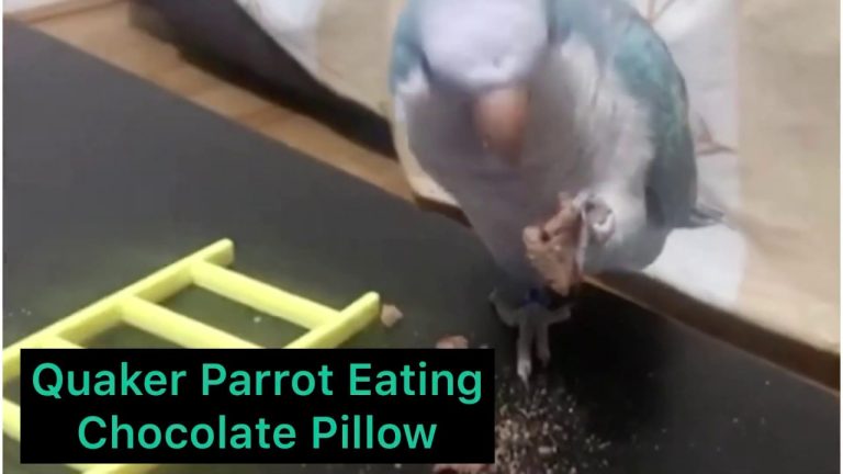 A Quaker parrot eating a chocolate pillow.