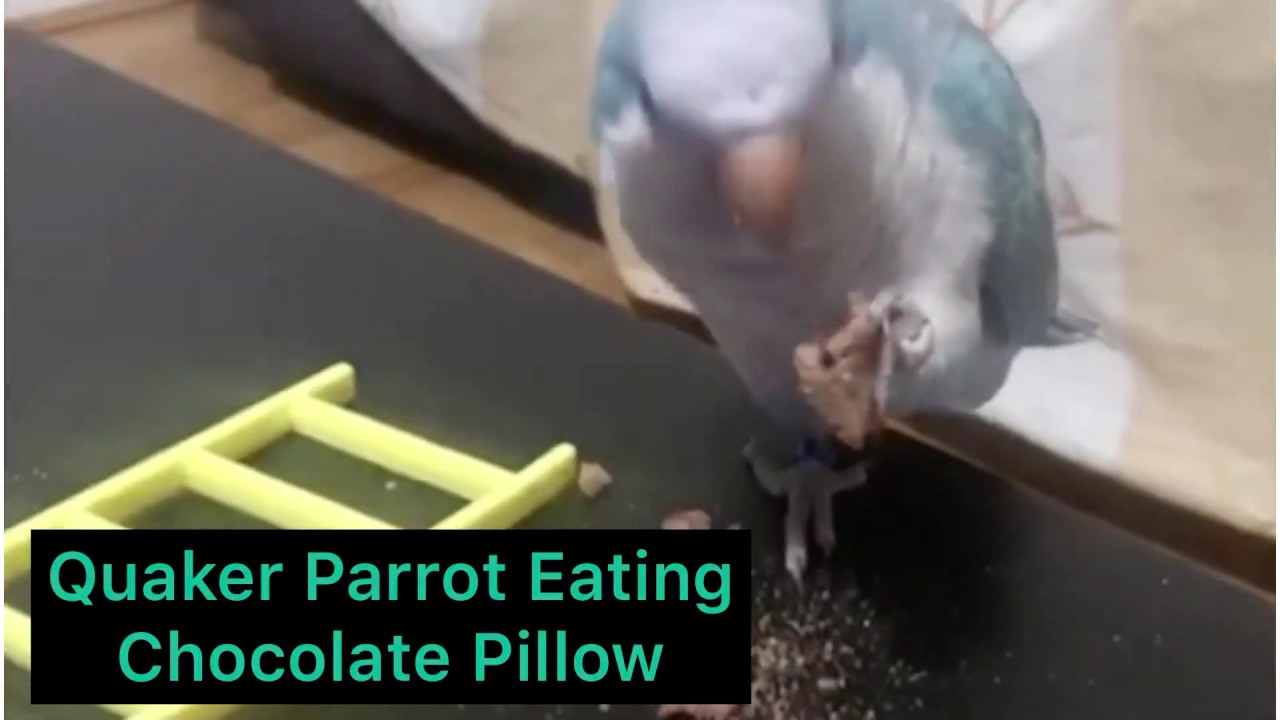 A Quaker parrot eating a chocolate pillow.