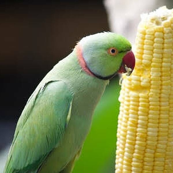 Can Parrots Eat Corn?