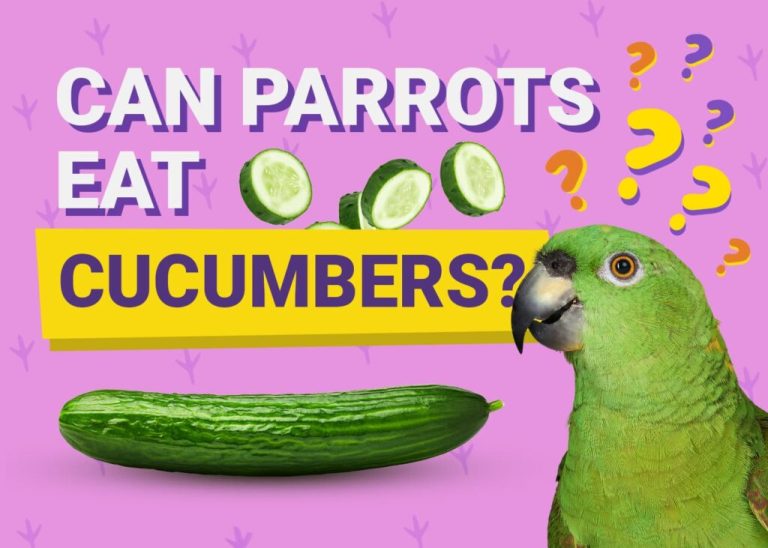 Can Parrots Eat Cucumber?