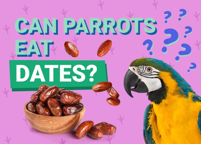 Can Parrots Eat Dates