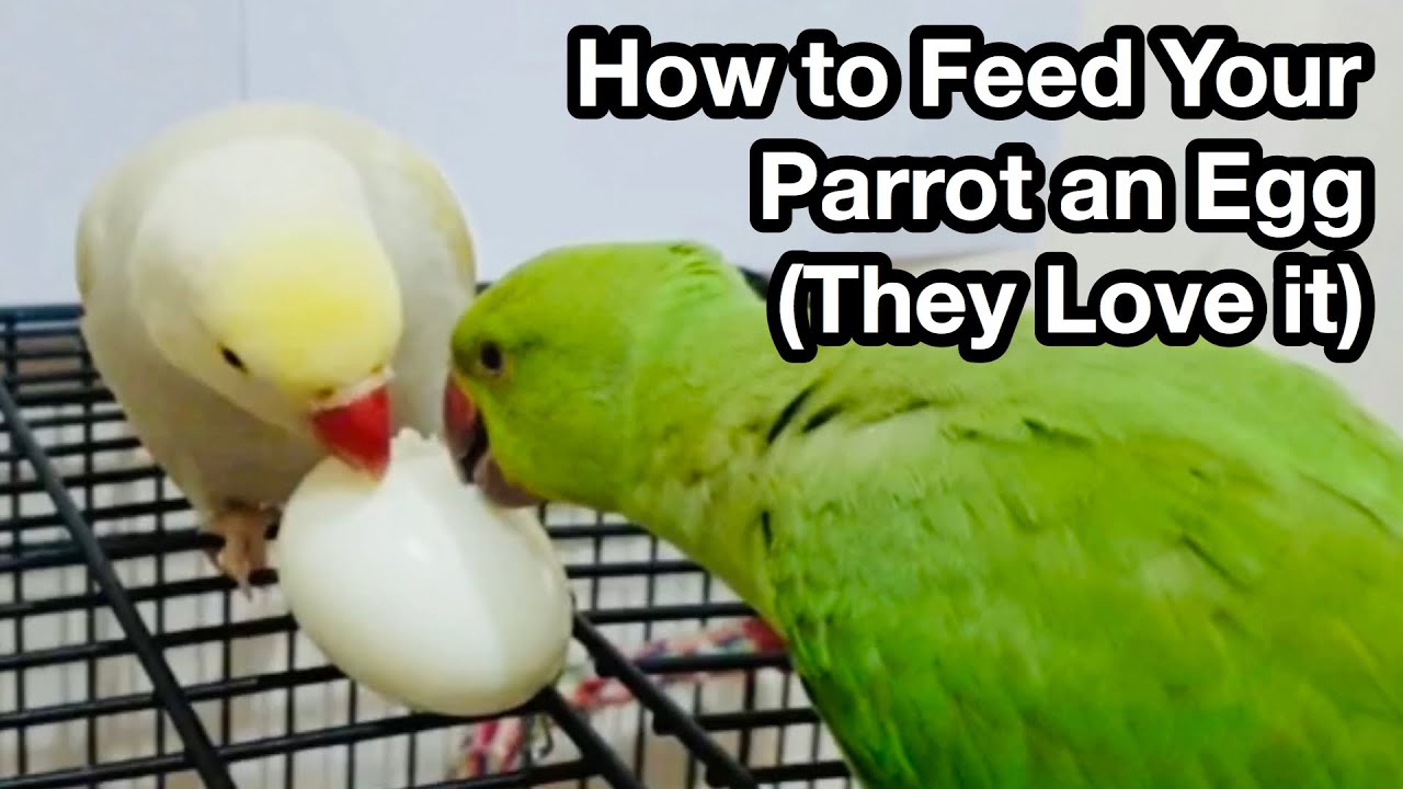 Two parrots, one green and one white, eating an egg together.