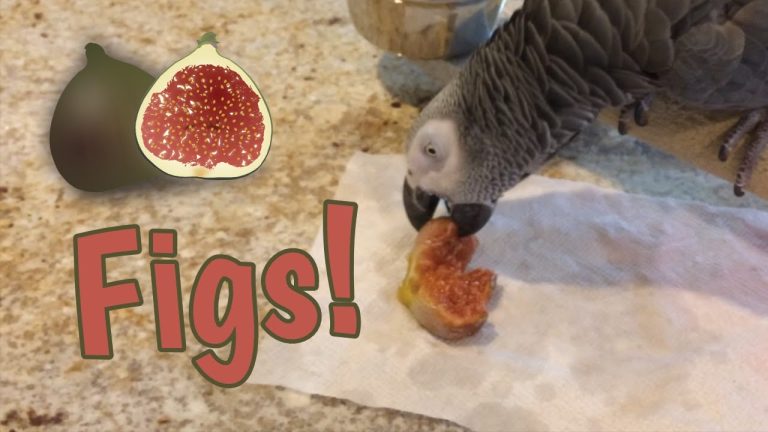 Can Parrots Eat Figs