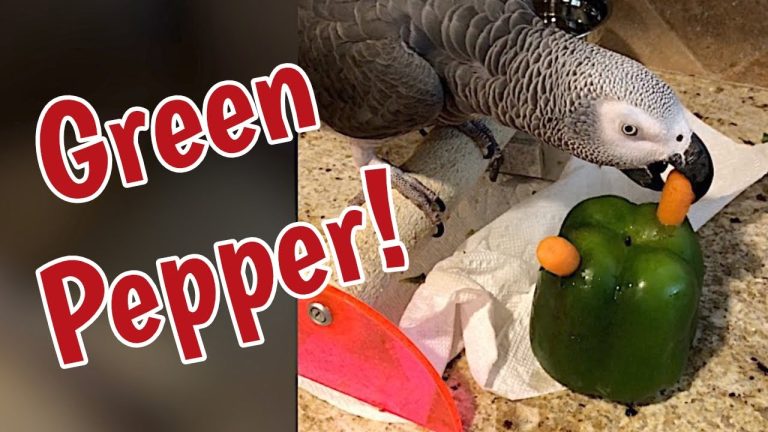 Can Parrots Eat Green Peppers?