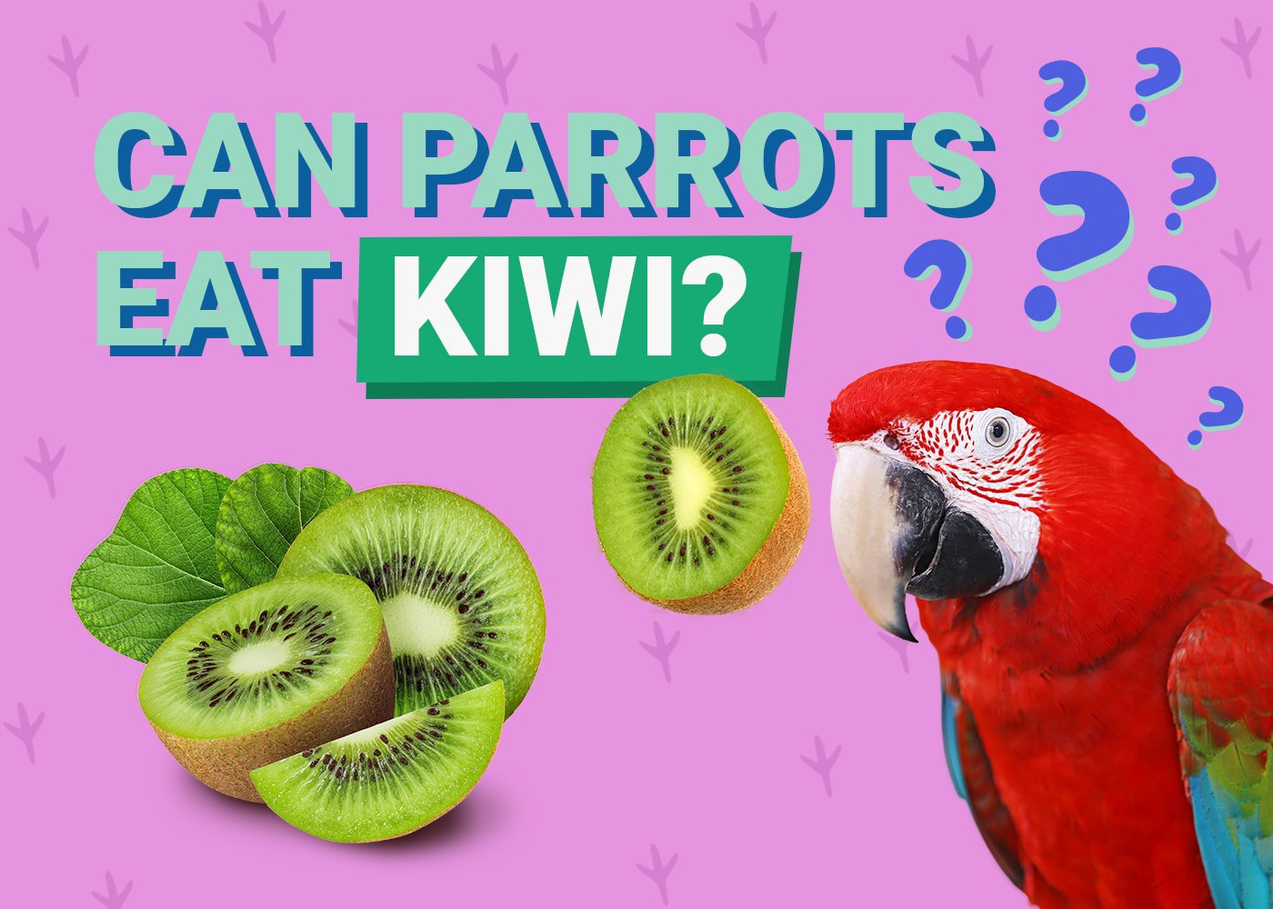 Can Parrots Eat Kiwi Fruit?