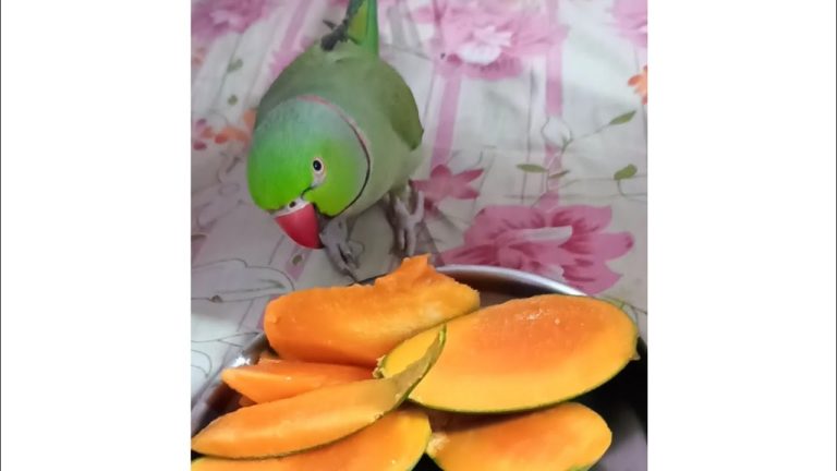 A green parrot eating fresh slices of mango from a bowl.