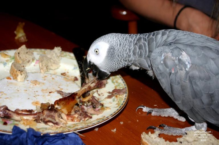 Can Parrots Eat Meat?