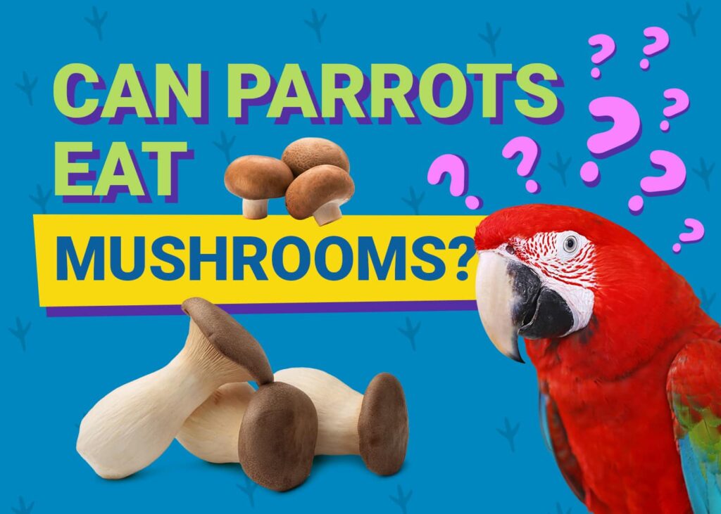 Can Parrots Eat Mushrooms?