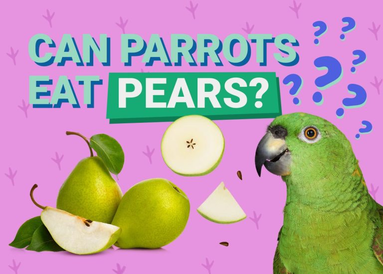A green parrot looking at a pear, with pears and a question mark background.