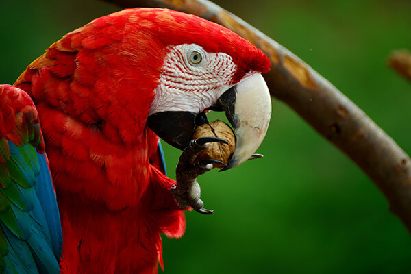 Can Parrots Eat Pecans?