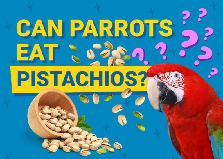Can Parrots Eat Pistachio Nuts?
