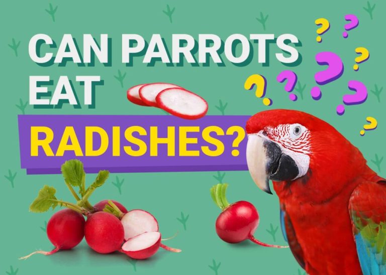 Can Parrots Eat Radishes?