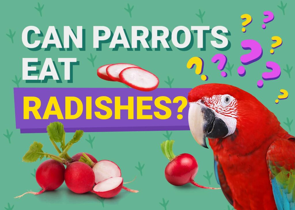 Can Parrots Eat Radishes?