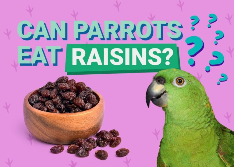 A green parrot looking curiously at a bowl of raisins.