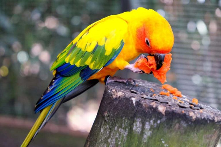 Can Parrots Eat Sweet Potatoes?