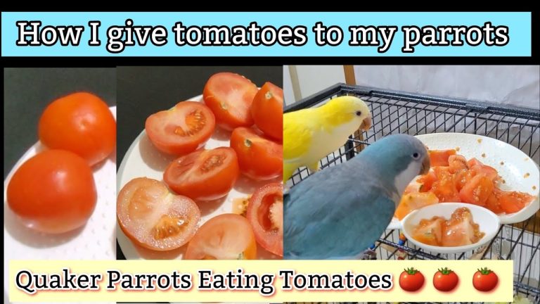 Can Parrots Eat Tomatoes?