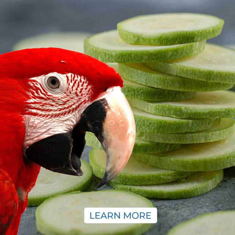 Can Parrots Eat Zucchini?