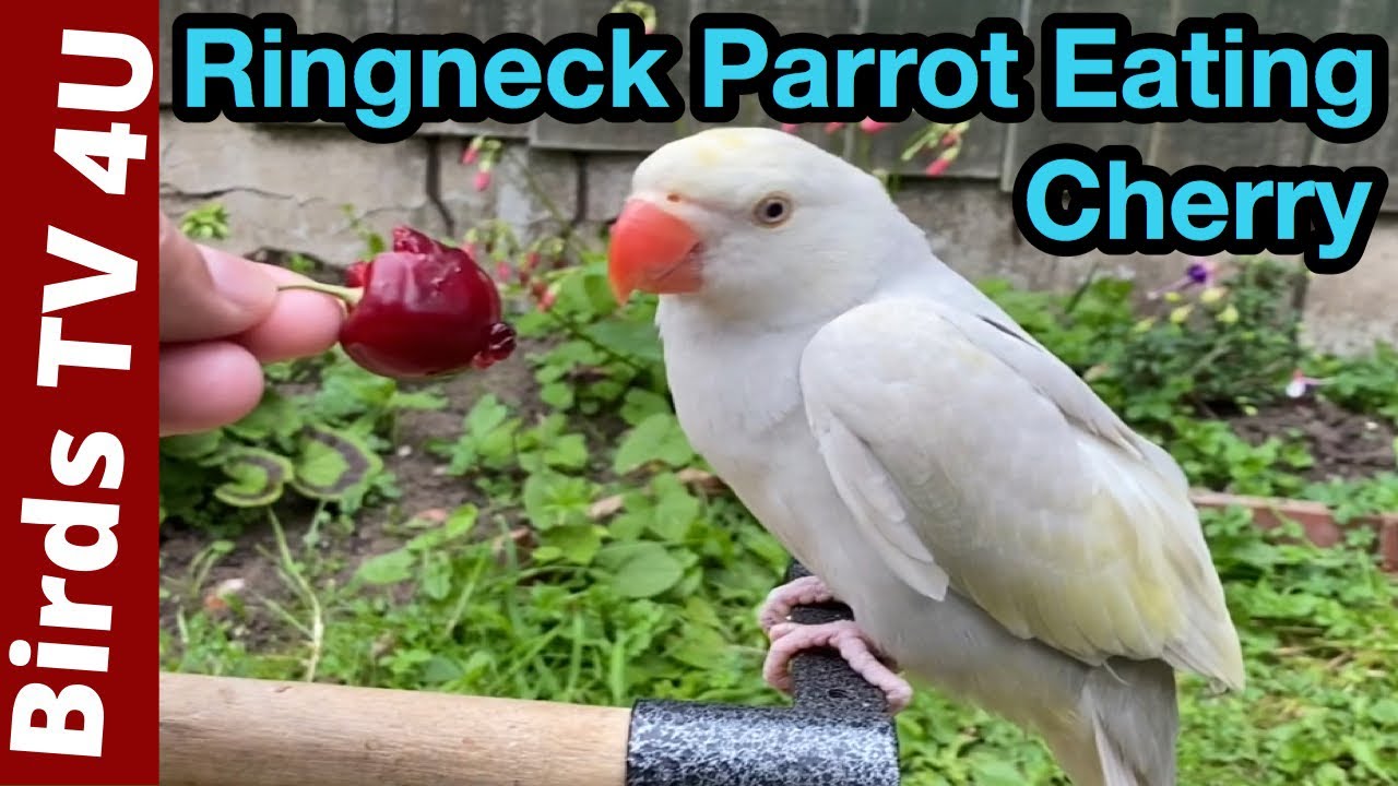 Can-Parrots-Have-Cherries