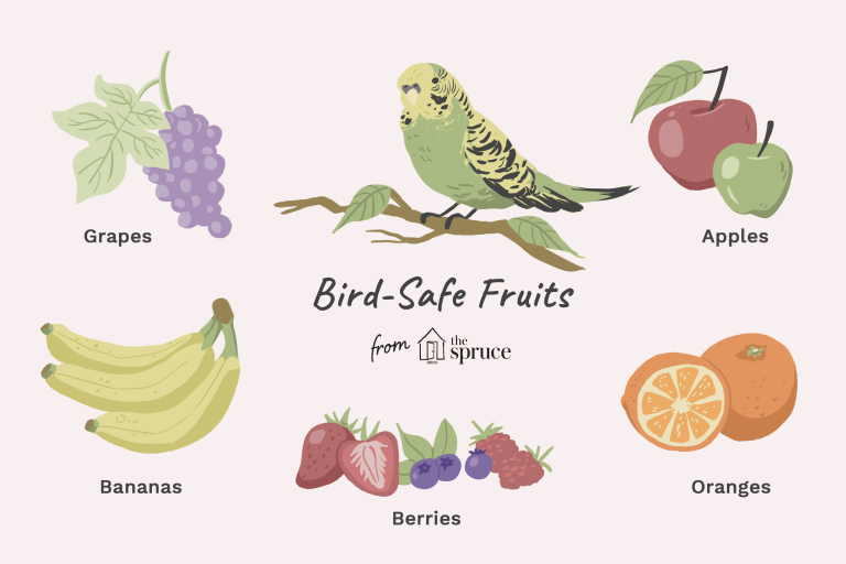 Can Parrots Have Raspberries?