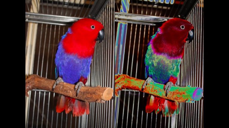 Can Parrots See in Color?