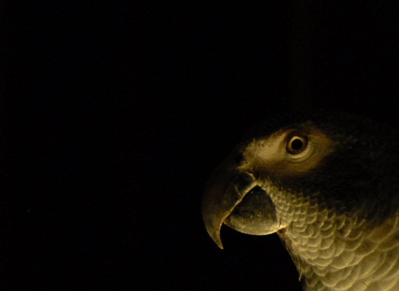 A parrot sleeping on a perch at night.