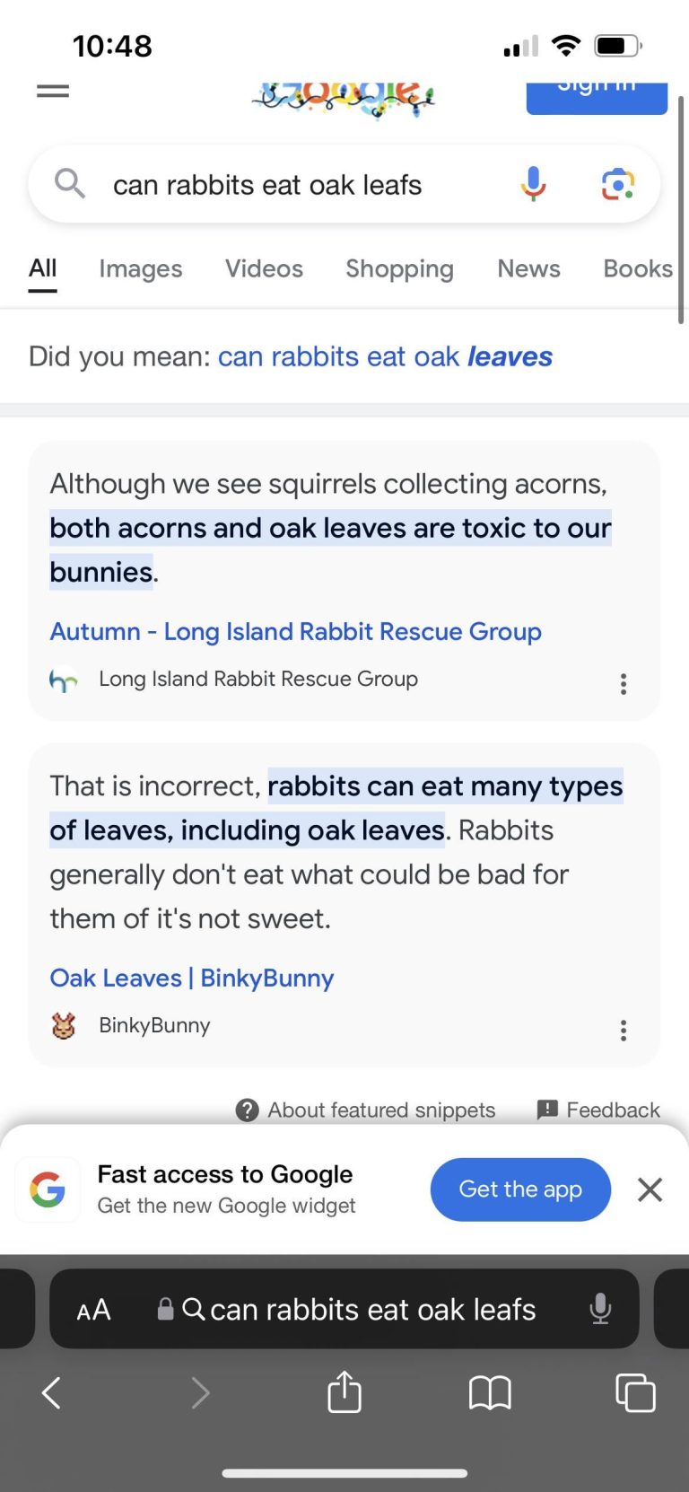 Can Rabbits Eat Acorns?