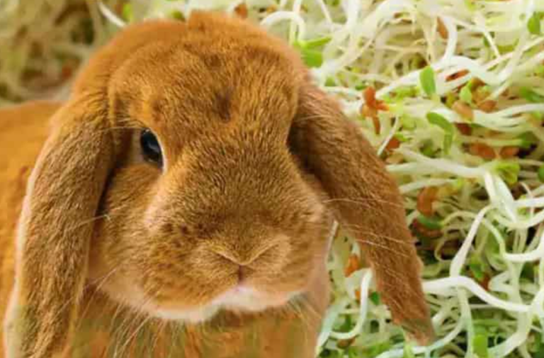 Can Rabbits Eat Alfalfa Sprouts?